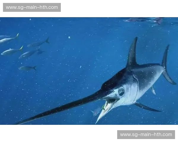 深海狂飙：剑鱼与鲨鱼的生死博弈，谁才是真正的深蓝主宰？